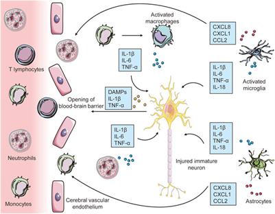 Lactylation may be a Novel Posttranslational Modification in Inflammation in Neonatal Hypoxic-Ischemic Encephalopathy